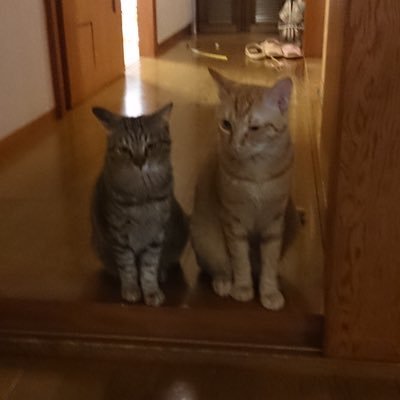 mitomit83924232's profile picture. 