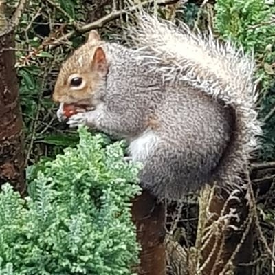 International squirrel of mystery 🐿🇬🇧🇺🇦