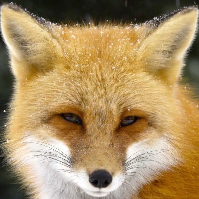 ThomasXNDK's profile picture. Life is shit and then you die