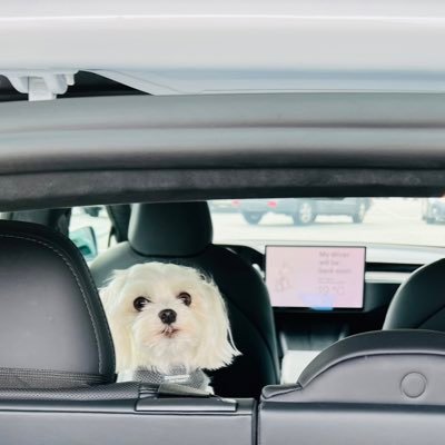 van_city632's profile picture. If I can’t bring my dog I’m not going 🐾