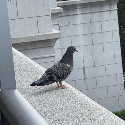 raptor_2024_02's profile picture. 