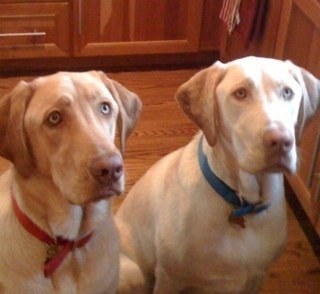 henryotischloe's profile picture. 