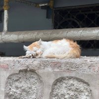 Mooncakee (@mooncakeer) 's Twitter Profile