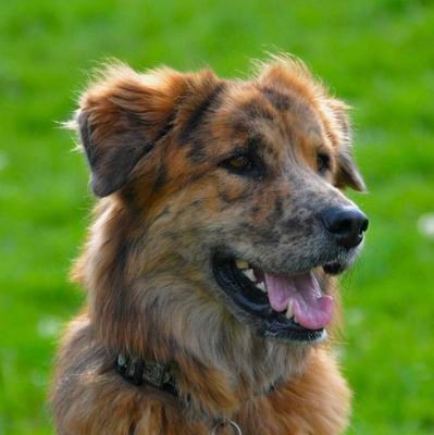 とらげいるさんのプロフィール画像