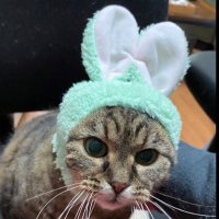 Delilah Taco’s - Retired 🌈 (@delilahstacos) 's Twitter Profile