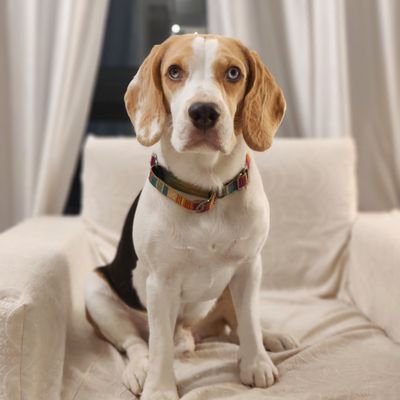 Beagle with blue eyes