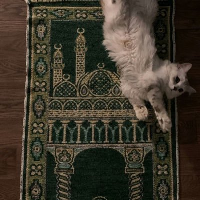 ibvm38's profile picture. 