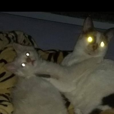 pedorga's profile picture. Eu sou do monteiro, eu sou do monteiro,  inadimplente devedor graças a deus!