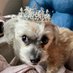 Duchess_Eevee ๐ต๐ญ๐บ๐ธ๐คญ (@shirwood84) Twitter profile photo Duchess_Eevee ๐ต๐ญ๐บ๐ธ๐คญ (@shirwood84) Twitter profile photo