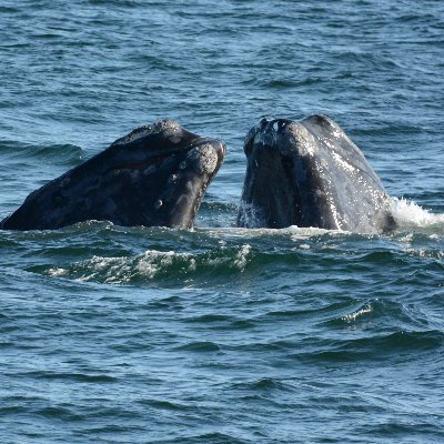 Using conservation genomics and GE3LS data to help protect the endangered North Atlantic right whale. Visit our website for more info!