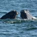 Right Whale Genome Project (@rwgenome) Twitter profile photo Right Whale Genome Project (@rwgenome) Twitter profile photo