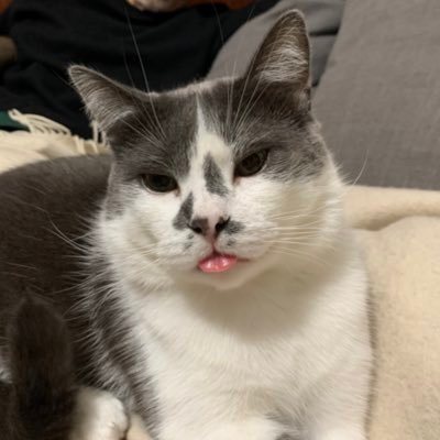 akreppel's profile picture. Professor Political Science, University of Florida. Jean Monnet Chair (ad personam)