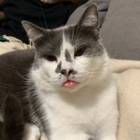 Amie Kreppel (@akreppel) 's Twitter Profile