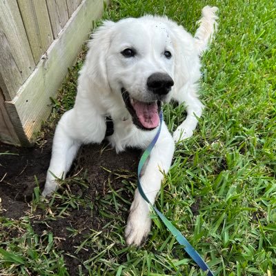 Christian. Conservative. DogMom to all my GoodBoys. No DMs.