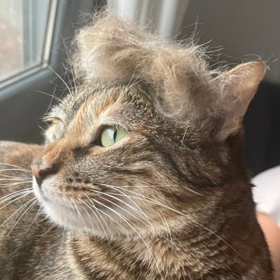 miau miau