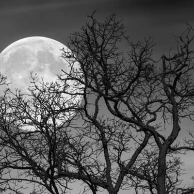 bergobekki's profile picture. 