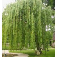Willow Tree Class (@y5willowtree23) 's Twitter Profile