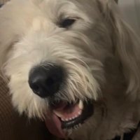 Teddy Perkins (@mikekimtweets) 's Twitter Profile