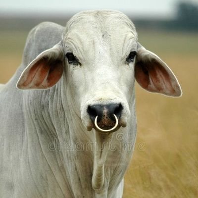 SE VOCÊ CONHECE ALGUM CORNO DE PG, DEIXE A FOTINHA DELE AQUI NO NOSSO CHAT, SEU PERFIL NÃO SERÁ MOSTRADO..
(Um homem sem Chifre é um animal indefeso)