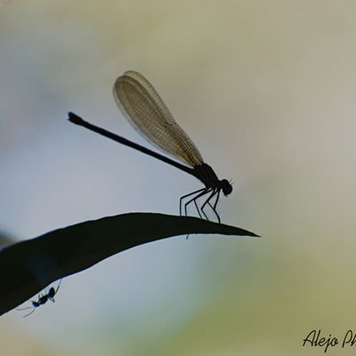 Looking for Bugs and dragonflies