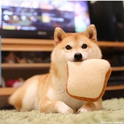 DogeSeeds Profile Picture
