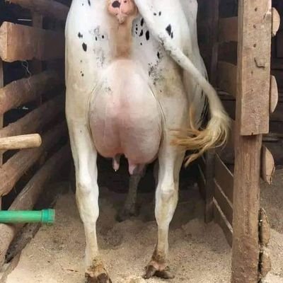 Kinyua19Nelson's profile picture. 