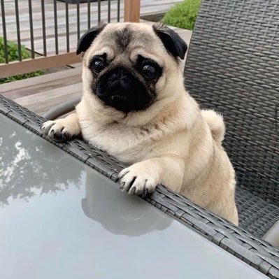 HaoZihLin's profile picture. 人形吉娃娃