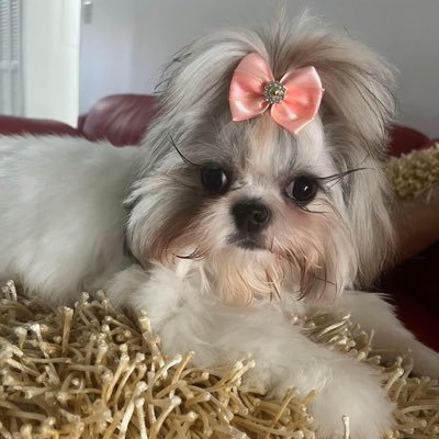 DALY_CARRI's profile picture. Mujer, Mercadologa de Corazón ❤️ Orgullosamente LLDM 💡🌎