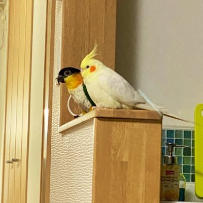 🐤桃(ｵｶﾒｲﾝｺ)ちゃん 2018年2月19日🌈 歌とお話が大好きだった可愛い息子♡ 🐤優ちゃん (ｵｶﾒｲﾝｺ)2017年12月10日生 ノンビリ、マイペースな可愛い娘♡ 🐤ことちゃん(ｽﾞｸﾞﾛｼﾛﾊﾗｲﾝｺ) 2020年3月8日生 楽しくハードに遊ぶけど実は人見知りで怖がりの可愛い息子♡