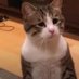 Sad_cat (@paisteg) Twitter profile photo Sad_cat (@paisteg) Twitter profile photo