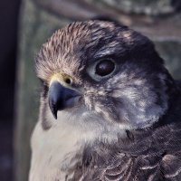 Gyrfalcon (Slava Ukrainii)(@gyrfalc63587709) 's Twitter Profile Photo