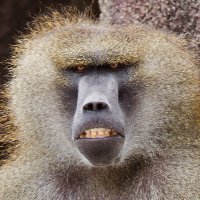 Thingfish (@jacobuscollier) 's Twitter Profile