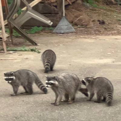 dragonflyyyyy's profile picture. In love with my two grandbabies, creative, rock fiend...