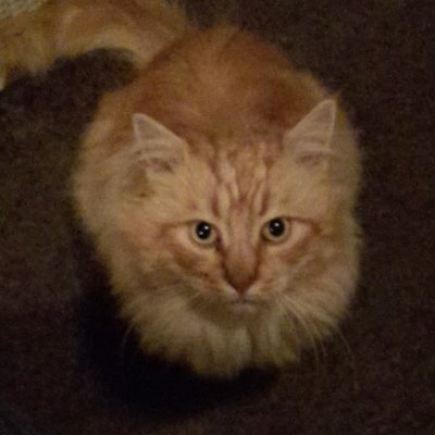 GerritGym's profile picture. NO LOW CHECKOUTS
🇩🇪https://t.co/LTravEcwEY🇩🇪