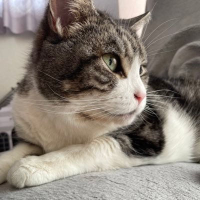 melmelkawaii's profile picture. 猫、キャンプ関係好きです宜しくお願いします40代初心者キャンパー（笑）DMは基本的に返信しません、仲良い方のみ。猫達の日常写真アップしてます。お気軽にフォローしてね（笑）基本フォロー返します変な垢いがい。いいね外れる不具合ありみたい😥