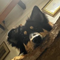 Sugar the growler-Vibuk (@vikkispit) 's Twitter Profile
