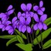 Hydrangea-mandshurica (@hmandshurica) Twitter profile photo Hydrangea-mandshurica (@hmandshurica) Twitter profile photo