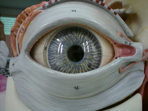 caropintoc's profile picture. 