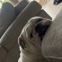 Pat Oconnor (@toopoc) 's Twitter Profile