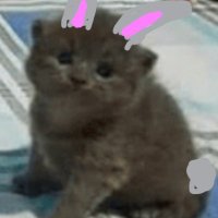 Hazy (@bamblefaebunny) 's Twitter Profile