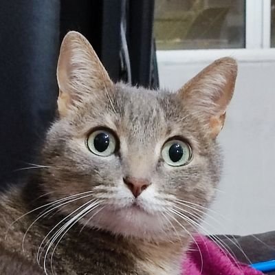 emilialanches's profile picture. é o final da odisseia terrestre.