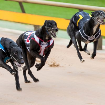 Greyhound racing enthusiast and gambler