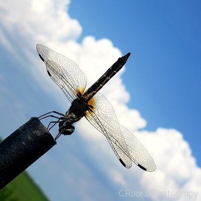 somerooke's profile picture. Extraordinarily Average