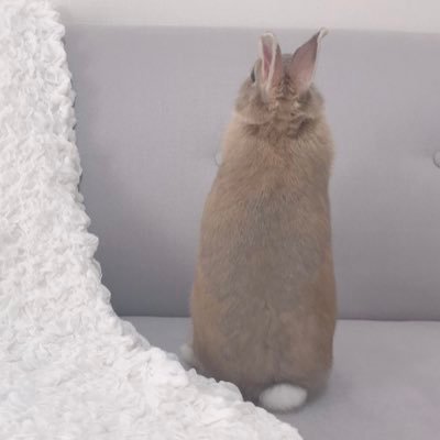 Aimer lapin(エメ ラパン)のsayakaです。羊毛フェルトでうさぎさんを制作しています 。最新の情報はInstagramに掲載しています。