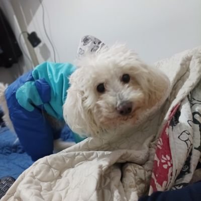 David60029567's profile picture. nada personal, me caen mal los cuicos y los venezolanos