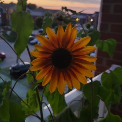 cameronslocke's profile picture. So it has come to this...