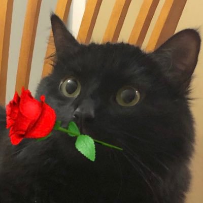TheKatchlorette Profile Picture