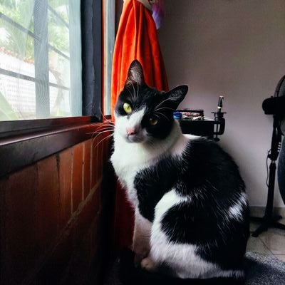 sebanchoさんのプロフィール画像