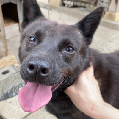 2018.02生の甲斐犬女子の甲斐主です🐕犬のこと、犬のこと、そして犬のことと、たまに色々 #甲斐犬 #甲斐主 #栃木