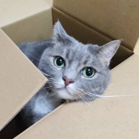 とも|スー (@suesanjp_dev) 's Twitter Profile